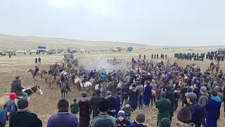Bugun Qamashi Qizil Tepa Qishlogida Tuy Kupkari