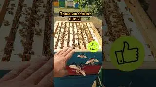Промышленная пчела 🐝 БАКФАСТ  ???..