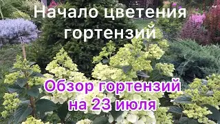 НАЧАЛО ЦВЕТЕНИЯ ГОРТЕНЗИЙ. Обзор гортензий на 23 июля