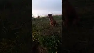 Это Серьёзно ! Такая Служба