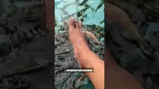 Ganasnya Ikan Terapi #shorts #ikan #ikanterapi #wisatajogja #wisatapantai #wisata
