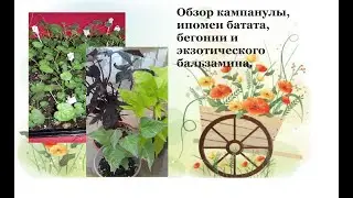 Обзор черенков кампанулы , ипомеи батата бегонии и бальзамина.