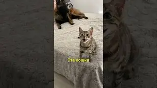 🐱Кошка Дышит как Собачка😃