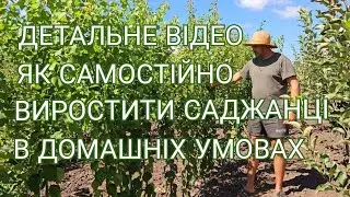 Саджанці своїми руками.Саджанці від кістки до окуліровки і результат.