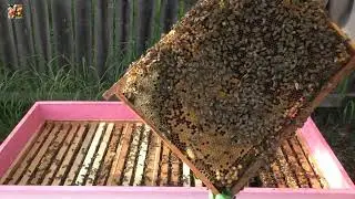 Роение отменяется. ❌ Ставлю изолятор.✔