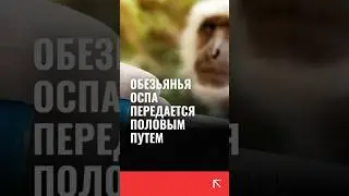 Обезьянья оспа может передаваться половым путем