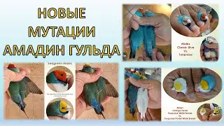 Новые мутации амадин гульда