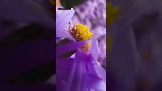 I tried macro photography with my new iPhone 13 Pro. What you think? 