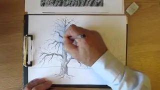 Как рисовать дуб. Часть 2. Урок 12
