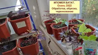 Ипомея батат. Готовлюсь к зимовке. Осенние обработка Фитовермом, обрезка, укоренение черенков.