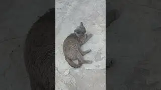 Двое на асфальте