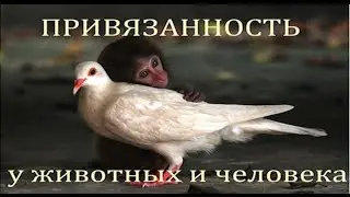 Привязанность у животных и человека - Крученкова Е. П