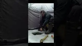 ЗАЧЁТНЫЙ НАЛИМ.