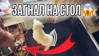 Дома ЖАРА, хожу в трусах и топе. Укусил за яйки😢 Длинные когти. Покупки. Налепила капустников🤗