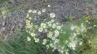 Водопьяновка деревня в Таврическом районе Омской области ч.2/Vodopyanovka is a village part 2