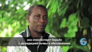 магия питательной моринги