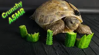 You Won't Believe How This Tortoise Eats Cucumber! (ASMR Mukbang)
