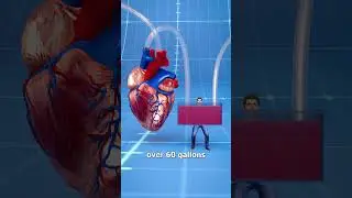 How Big Is A Blue Whale's Heart? 🤔