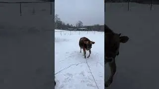 Зимняя поилка для коз.