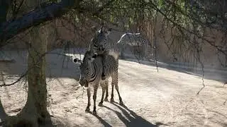 Grevy's Zebras Mating LA Zoo Los Angeles California USA December 1, 2021