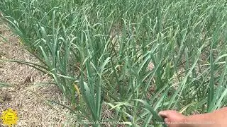 Выращивание чеснока под соломой и без неё, как лучше?