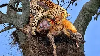 Leopard Fights Hyena - Who Will Win? | Animal Fight