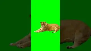 Lion Green Screen Real footage
