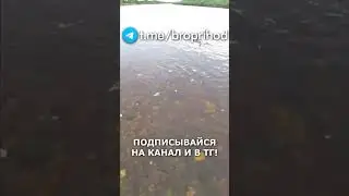 На удочку просто кайф! #рыбалка #fishing #рыба #река #лето #братьяПриходько #удочка #хариус