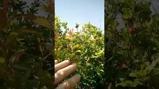 Время граната