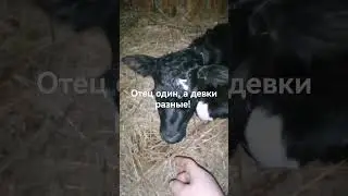 отец один, а девки разные! нагуляли!