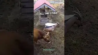 Heartwarming moments shown by her farm animals