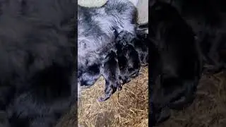 Shock! Mother wolf showing her cubs! 