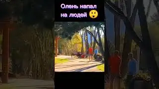 Олень напал на человека