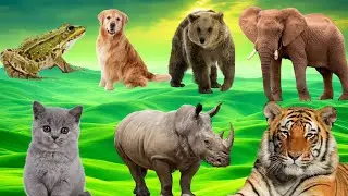 Cute Animal Sound Effects: Tiger, Monkey, Dog, Cat, Cow, Goat, Elephant, and More! p128