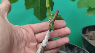 Grafting a fig tree via grafting pruner
