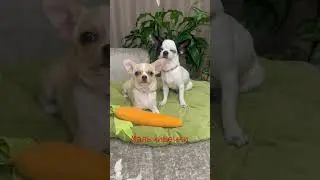 Мальчишки,такие разные,но такие сладкие,есть доставка 