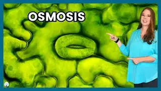 Osmosis Simplified: Understanding Active and Passive Cellular Transport