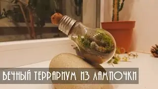 ВЕЧНЫЙ ТЕРРАРИУМ В ОБЫЧНОЙ ЛАМПОЧКЕ | INDYCRAFT
