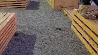 В популярном месте отдыха владивостокцы заметили крыс
