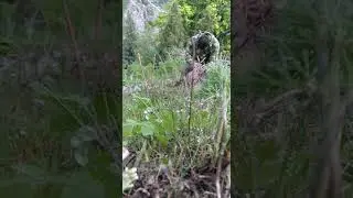 охота на кеклика