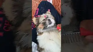Cute puppy Jessi Sleeping while I comb her hair - Vid2 #shihtzu
