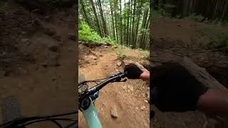 Twists and turns at Tiger Mountain!