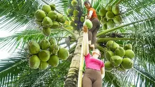 Harvesting Many Coconut Fruit Goes to the market sell - Farm life | New Free Bushcraft
