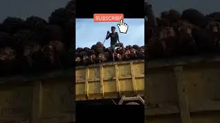truck muat sawit jatuh #shorts #trukoleng #mobiltruk #youtubeshorts #dumptruck