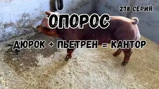 Элита двух породных гибридов /Опорос дюрок + пьетрен = кантор