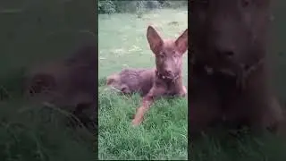 German shepherd puppy boy 😍 #newsong #punjabi #song #love #dogshorts #doglover #dogs #doglover