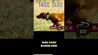 E-Collar For Your Dog