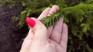 ТЛЯ и МУРАВЬИ на ели / Мой опыт