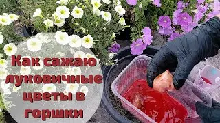 Как осенью сажать луковичные цветы в горшки