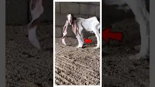 Зачем этим козам такие длинные уши?